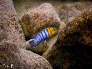Tropheops sp. 'red cheek' Thumbi West Island